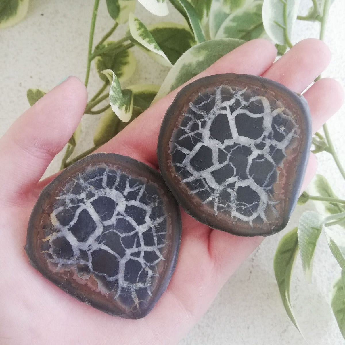 Septarian Geode Pair Septarian Geode Pair